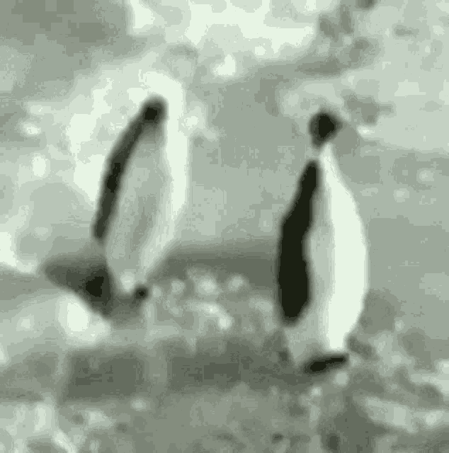 Penguin slapping another.